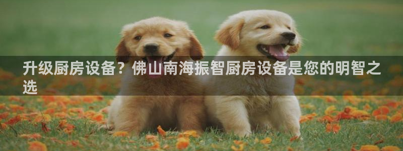 尊龙 ag：升级厨房设备？佛山南海振智厨房设备是您的明智之
