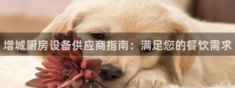 d88尊龙平台开户：增城厨房设备供应商指南：满足您的餐饮需求