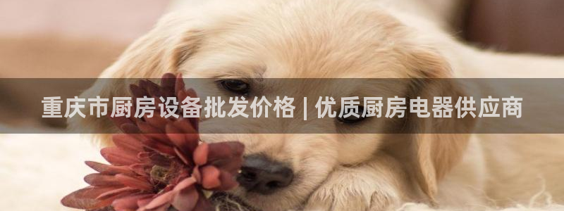 尊龙 中国：重庆市厨房设备批发价格 | 优质厨房电器供应商